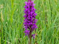 Knabenkraut Orchidee